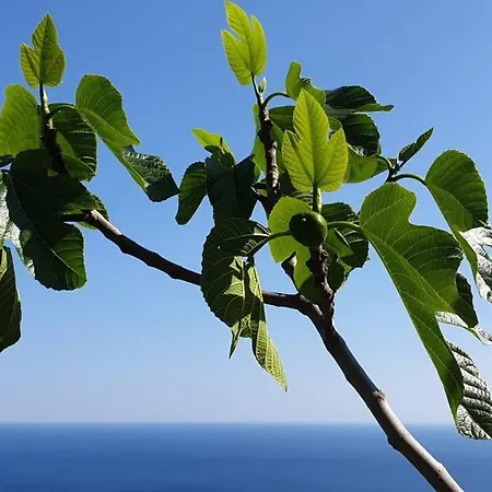 Apartamento Domus Jesca Ischia Serrara Fontana